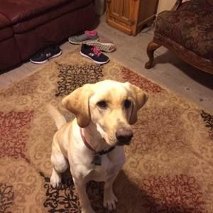 Meet your Posher, Blake